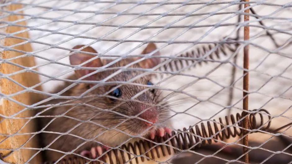 Rodent Trapping and Removal