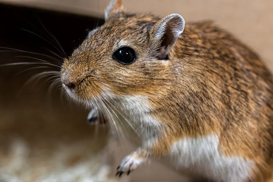 Mouse in Attic Removal