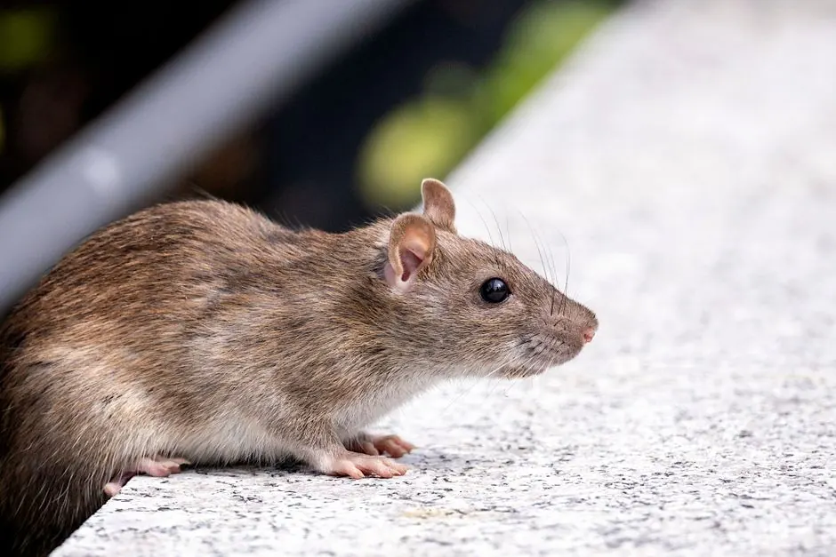 Rodent Exclusion Services