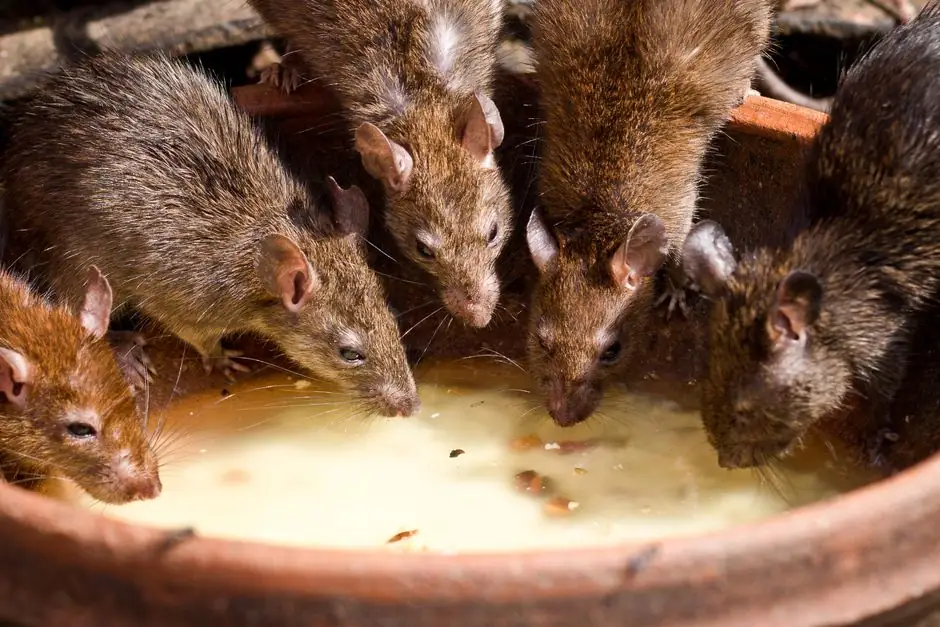 Dead Rat Removal