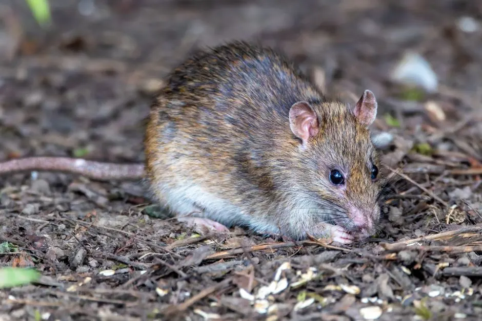 Rat Removal