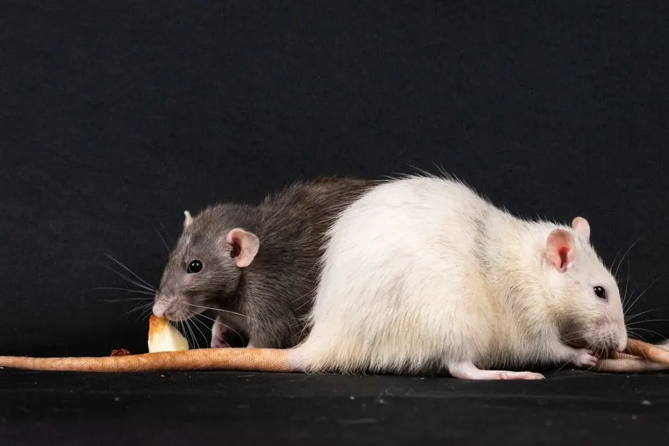 Rodent Control Treatments